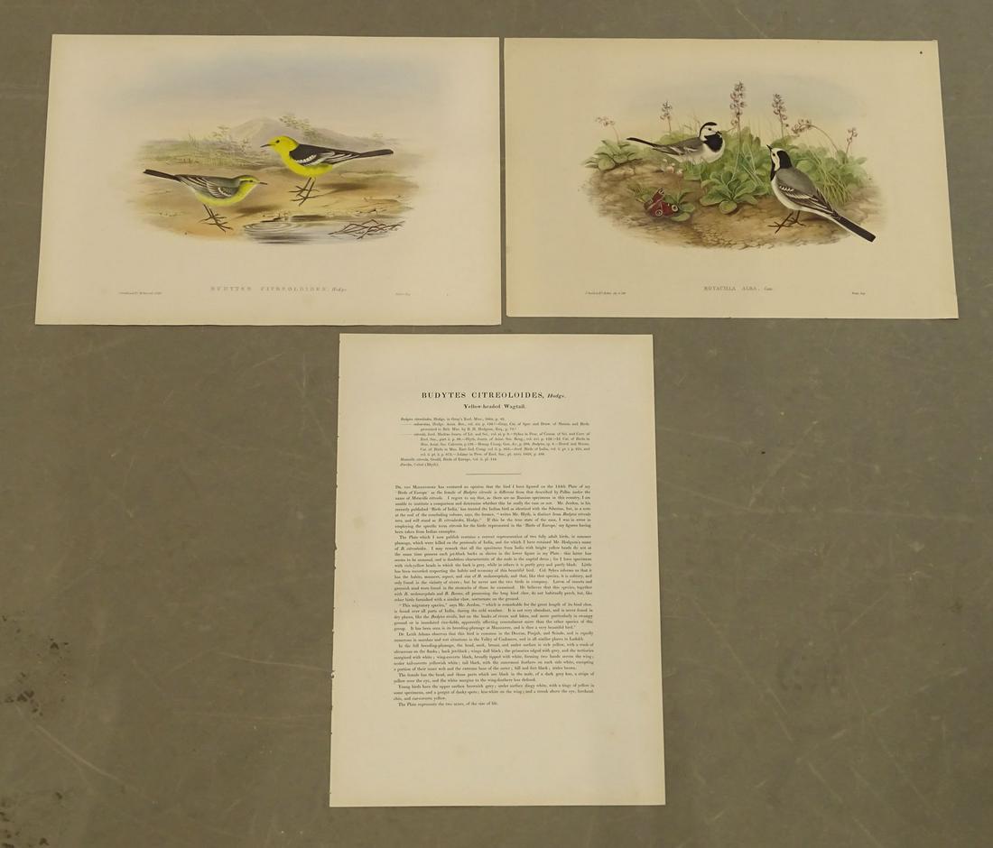 Gould Antique Bird Prints (2) (1 of 4)