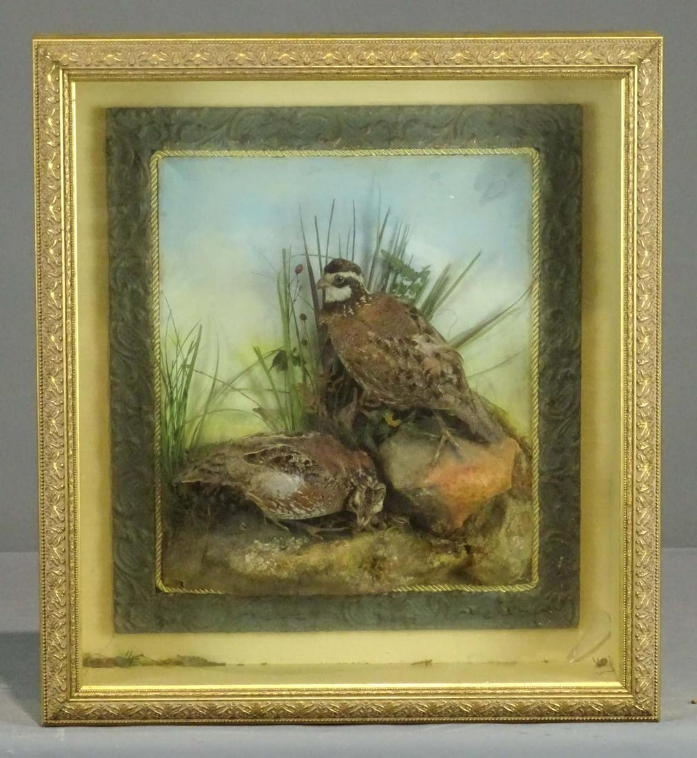 Taxidermy Bird Display (1 of 3)