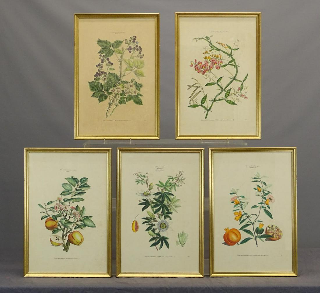 Botanical Prints Set of 5 (1 of 15)
