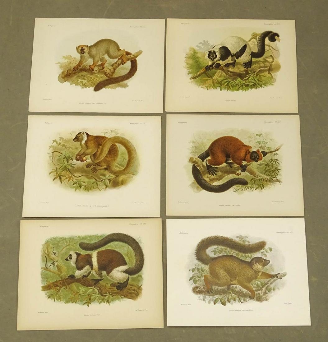 Lemur Animal Prints Antique Set (6) (1 of 7)