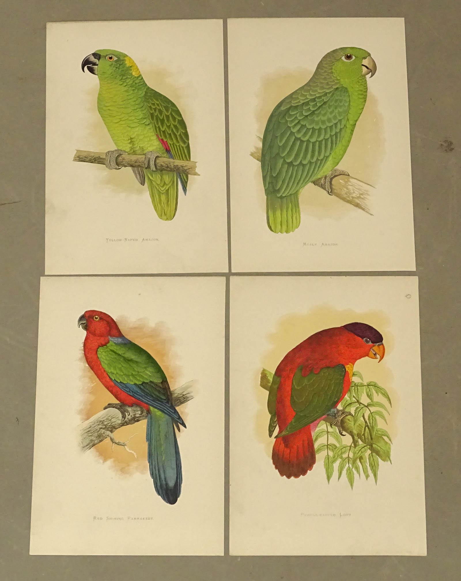 Parrot Tropical Antique Bird Prints (4) (1 of 5)