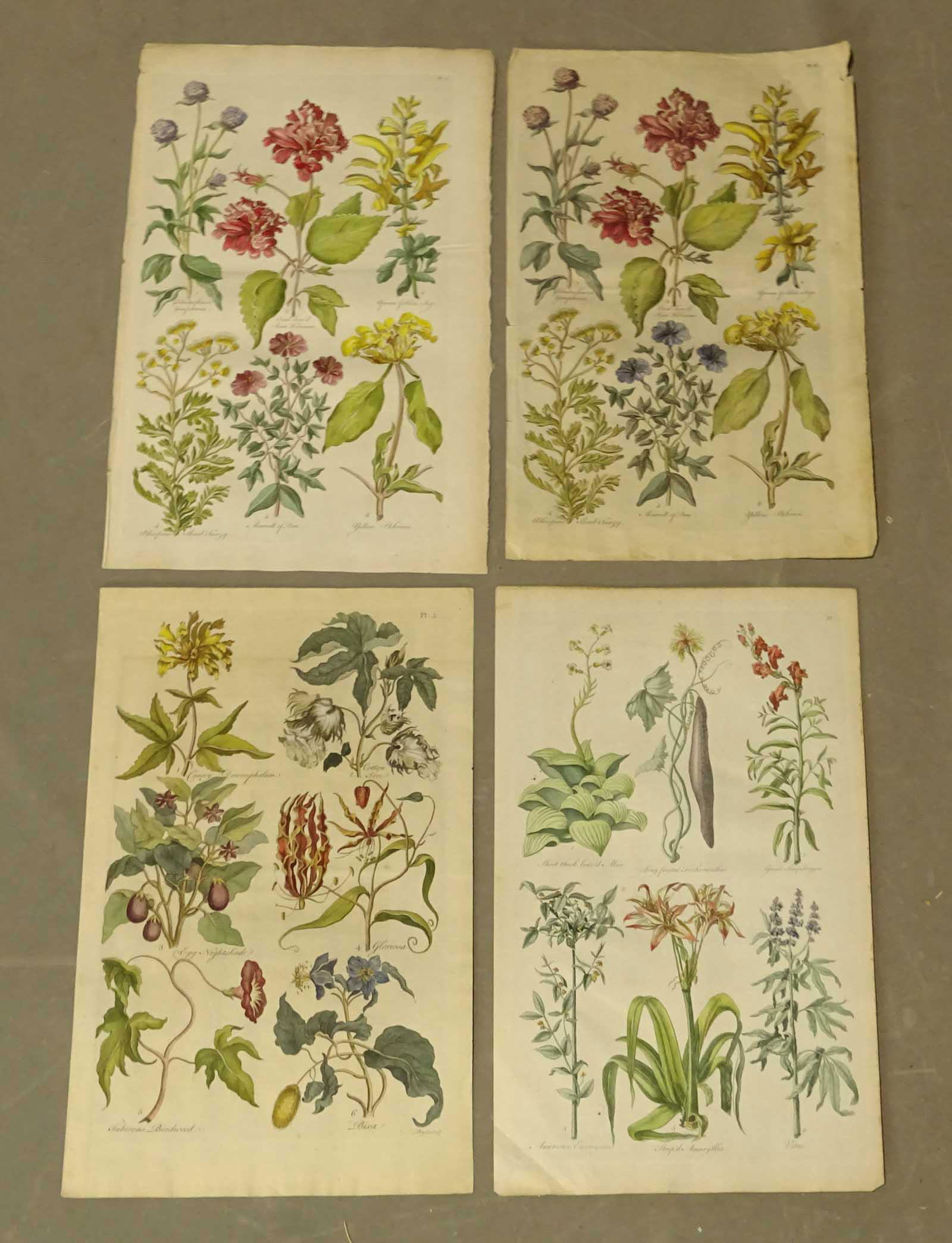 Botanical Antique English Prints Set (4) (1 of 5)