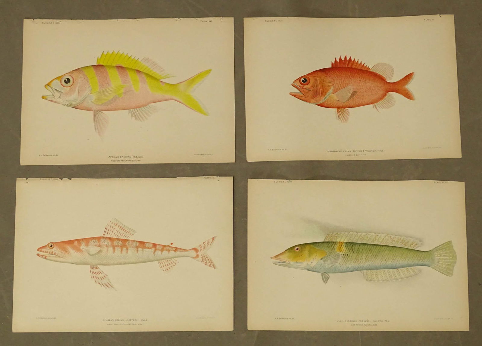 Tropical Fish Hawaii Antique Prints (4) (1 of 5)