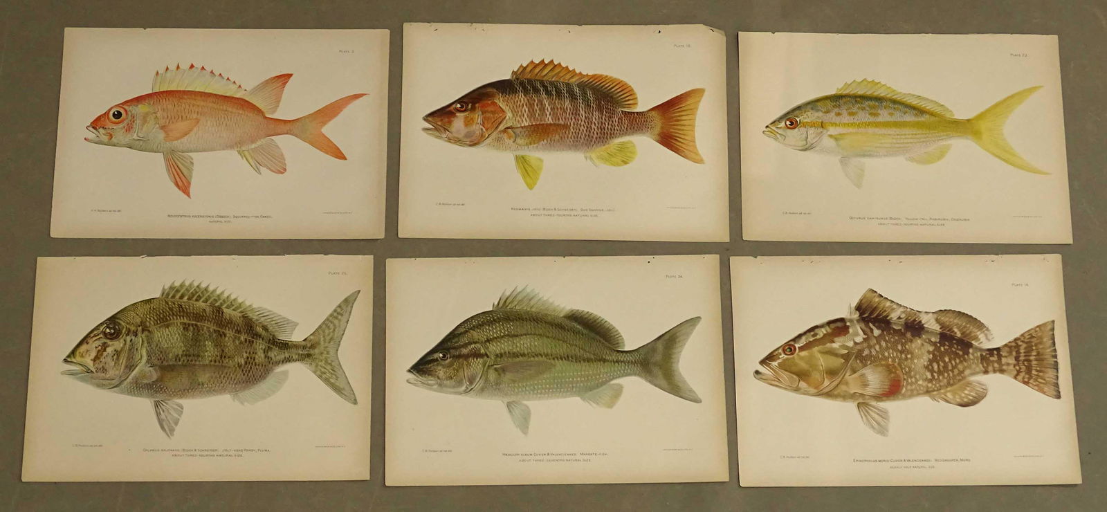 Tropical Fish Caribbean Antique Prints (6) (1 of 7)