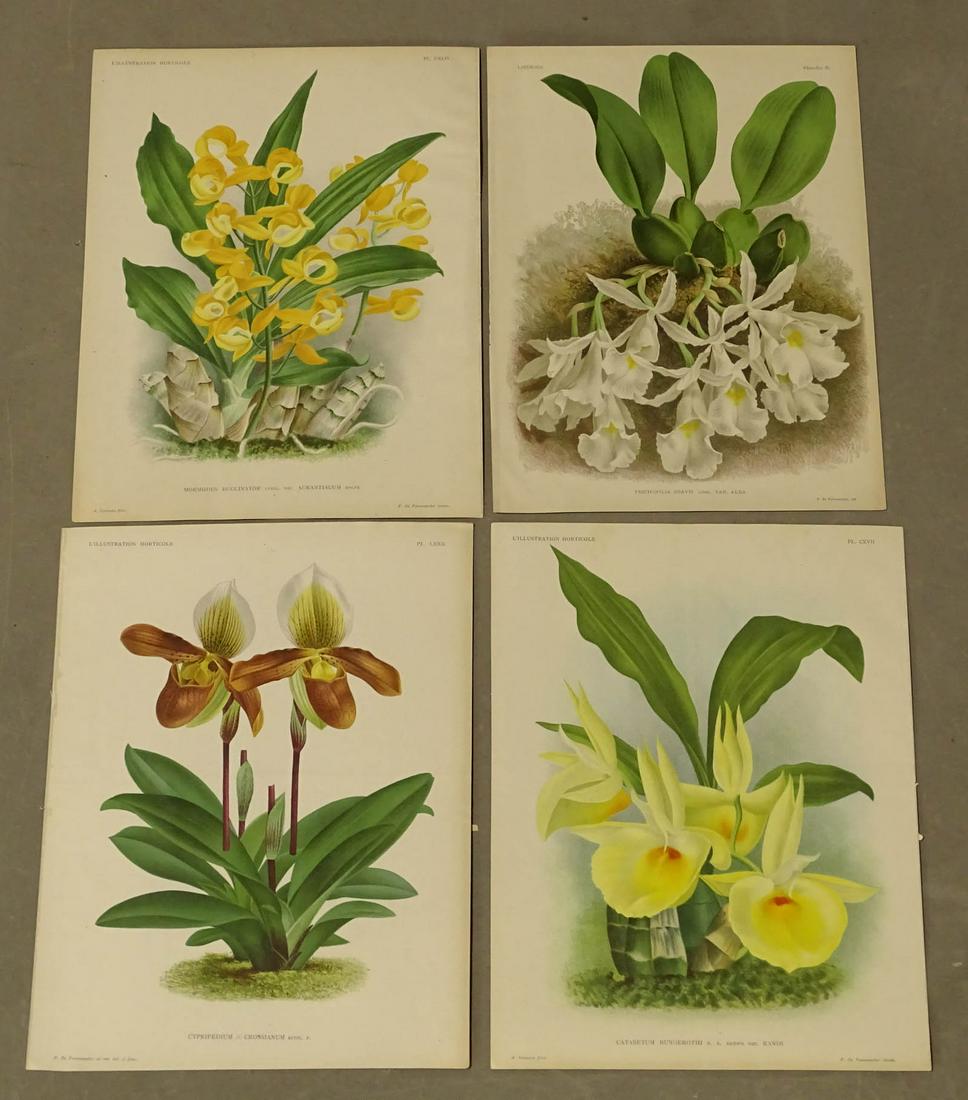Botanical Orchid Prints Antique Set (4) (1 of 3)