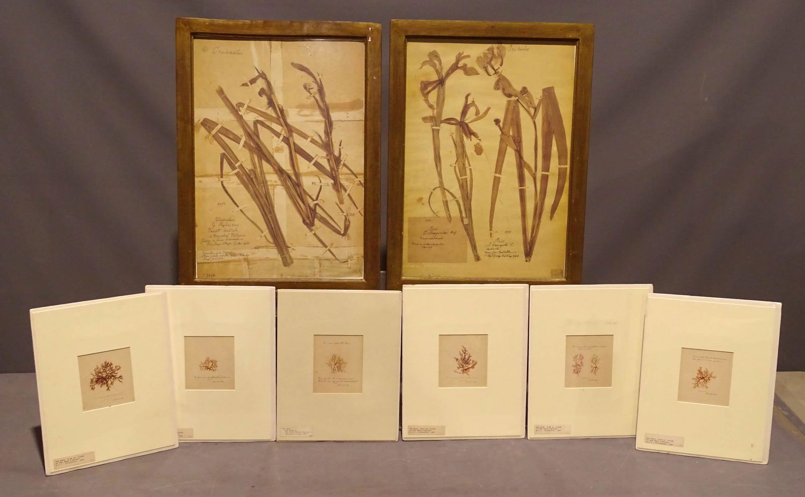 Floral Study Prints (1 of 8)