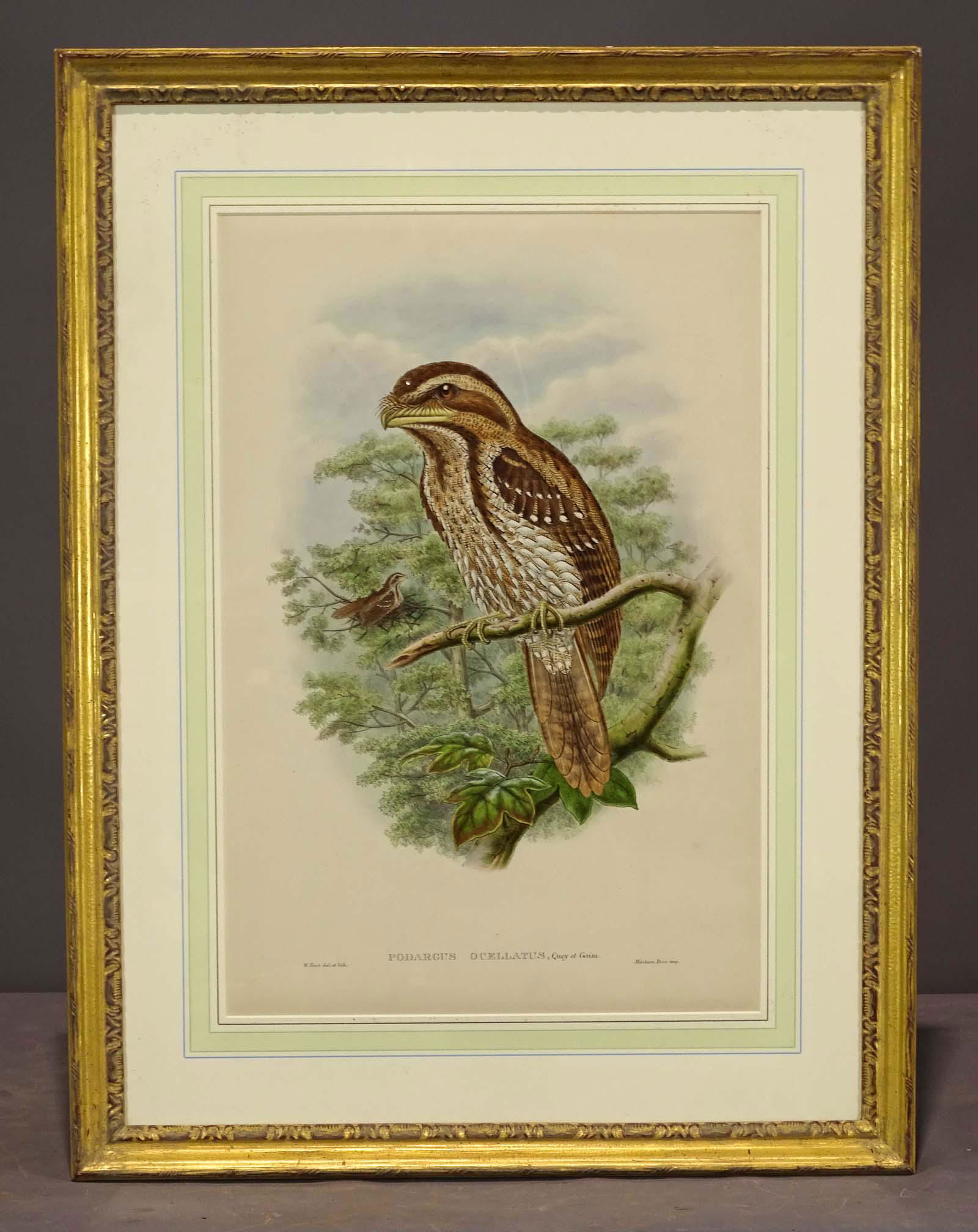 Gould Birds of Australia Antique Print: John Gould. Podargus Ocellatus. Marbled Frogmouth. Ornithology hand colored lithograph from Birds of Australia, London, 1840-48. Sight 22" x 14", overall 30" x 22 1/2".