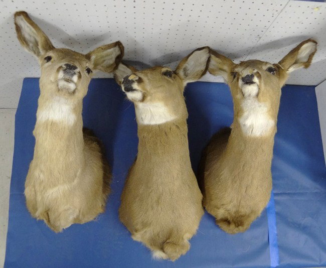 Deer Mounts: Lot 3 mounted deer heads.