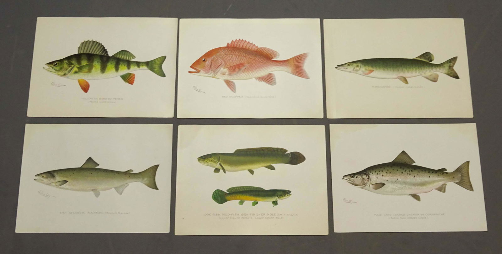 Fish Antique Print Set (6) (1 of 6)