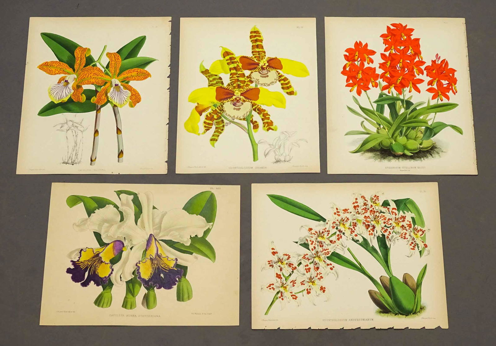 Orchid Antique Botanical Print Set (5) (1 of 7)