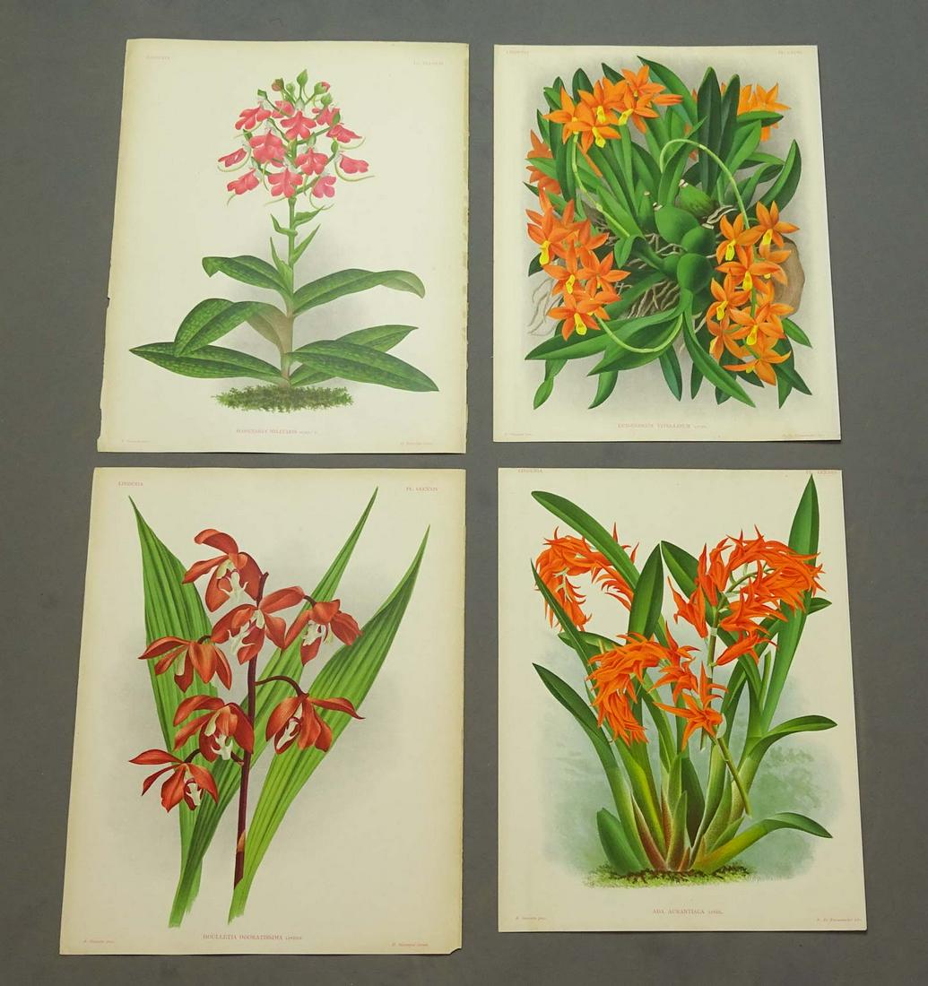 Orchid Antique Botanical Print Set (4) (1 of 6)