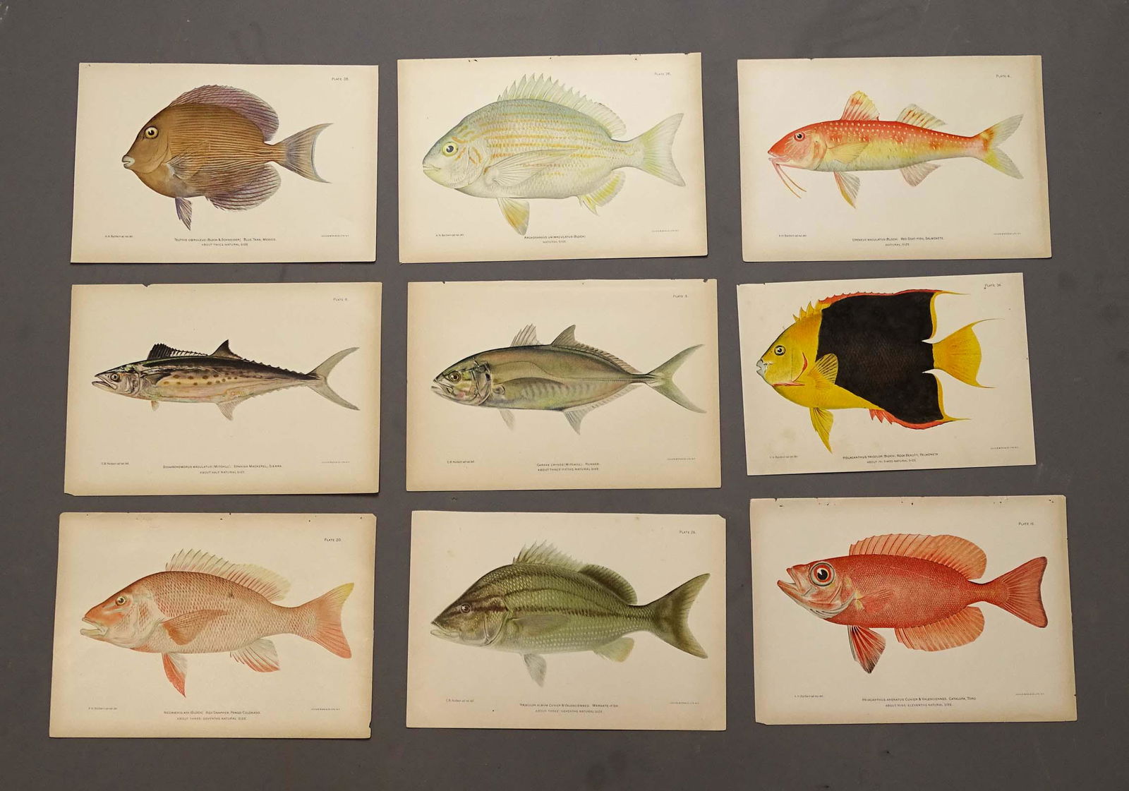 Tropical Fish Caribbean Antique Prints (9): Set of 9 chromolithographs of tropical fish of Puerto Rico. Julius Bien, New York, c. 1899. 1/2" x 10 1/2".