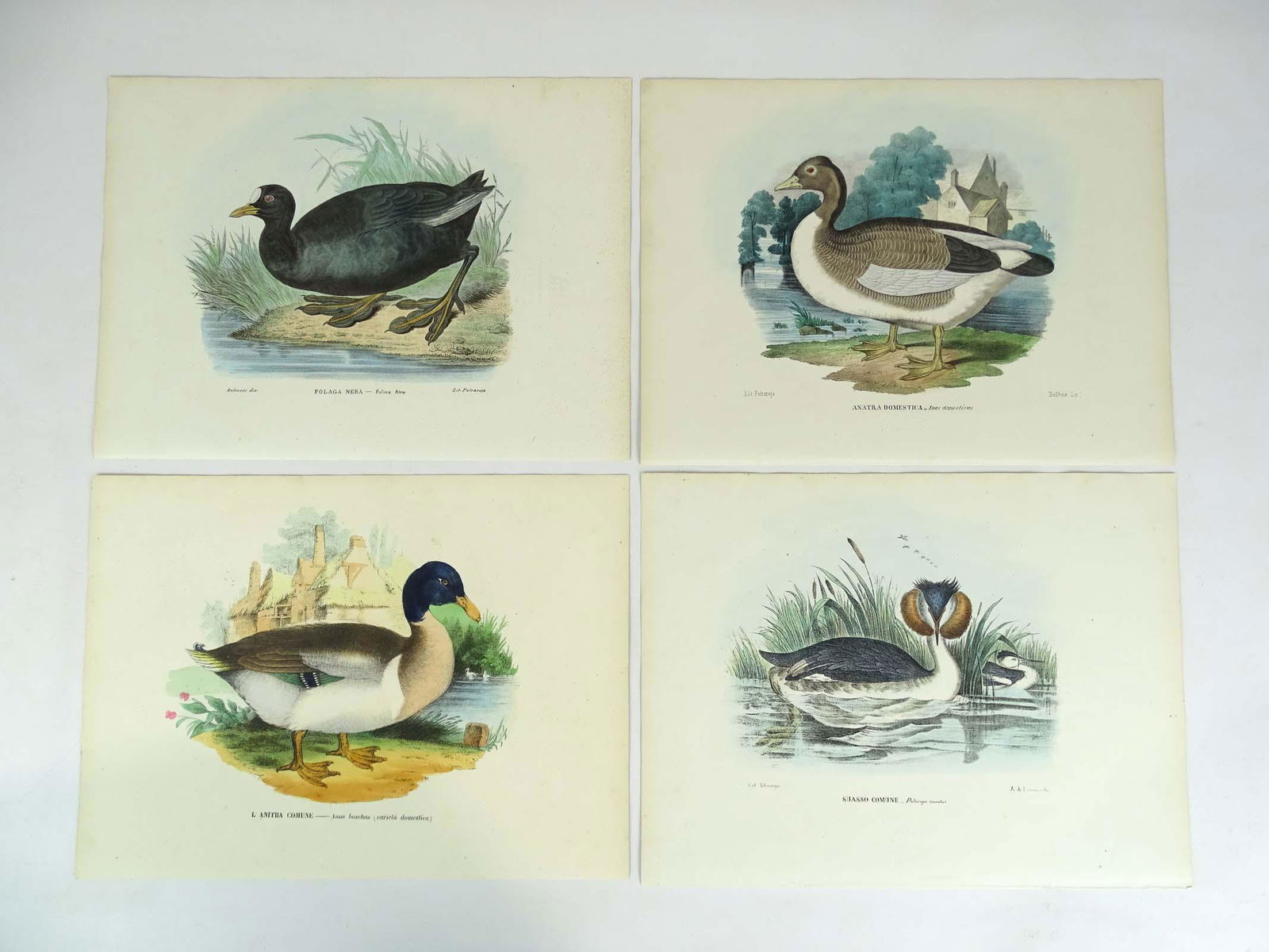 Antique Duck Prints Set (4) (1 of 12)