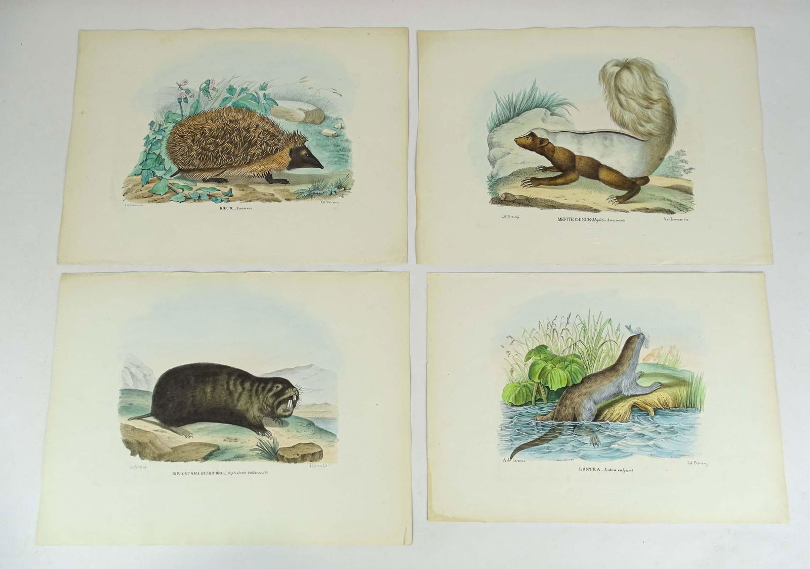 Animals Antique Print Set (4) (1 of 12)