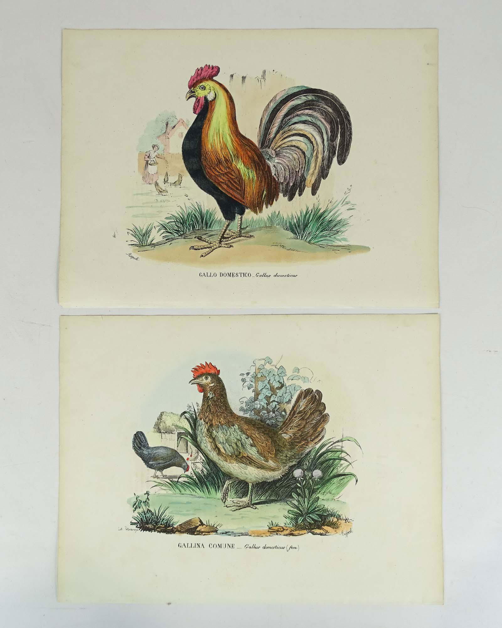 Pair Antique Rooster Prints (1 of 7)