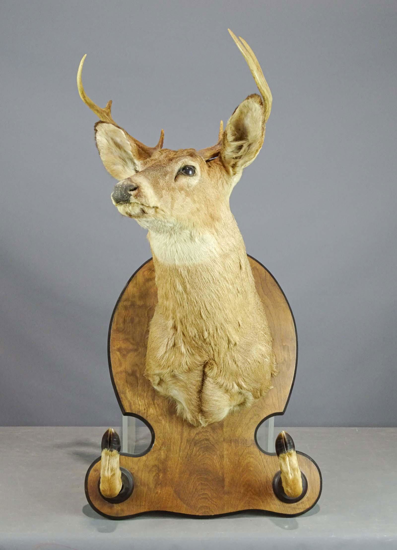 Mounted Deer Head (1 of 6)