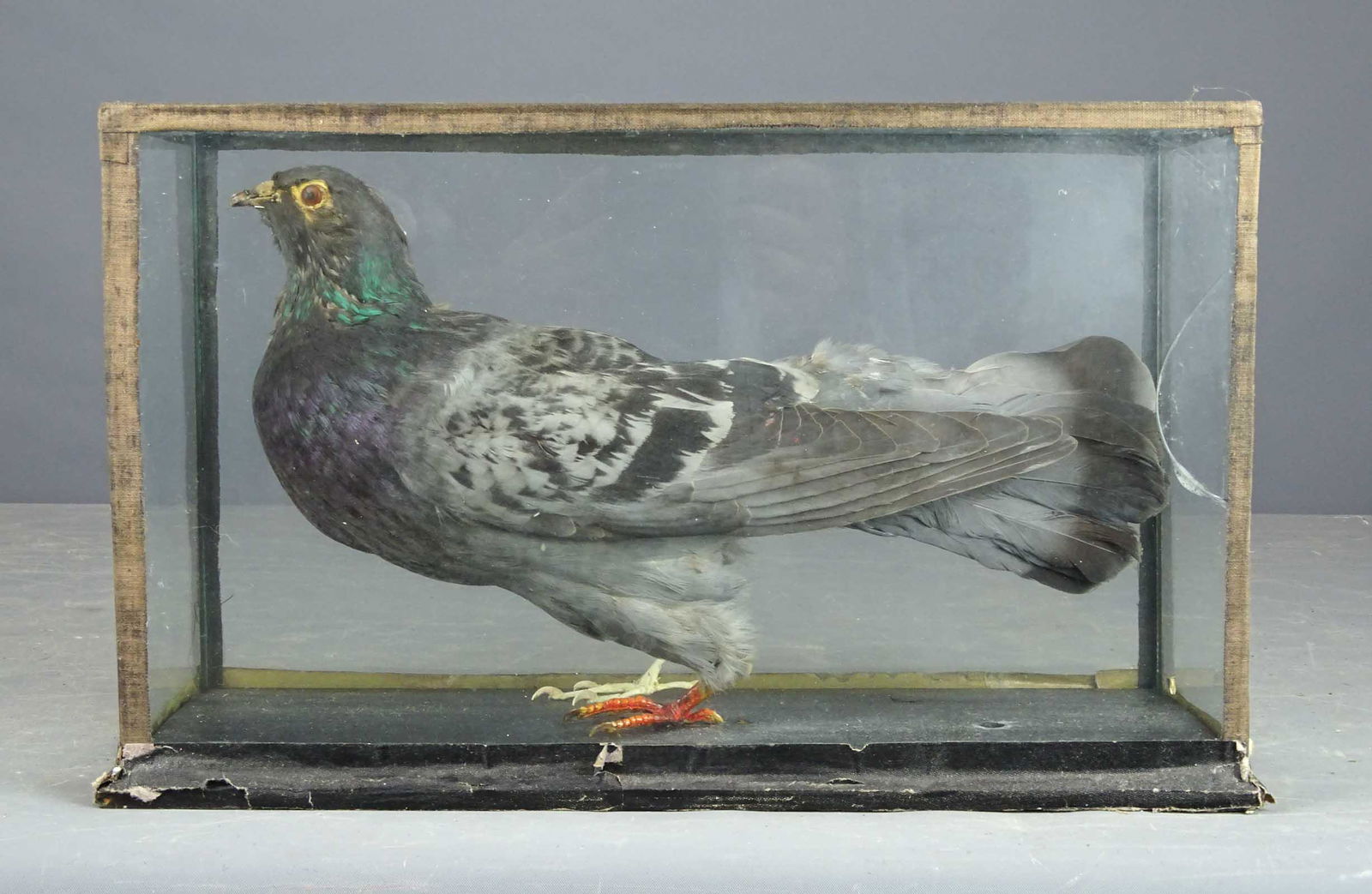 Taxidermy Bird Display (1 of 8)