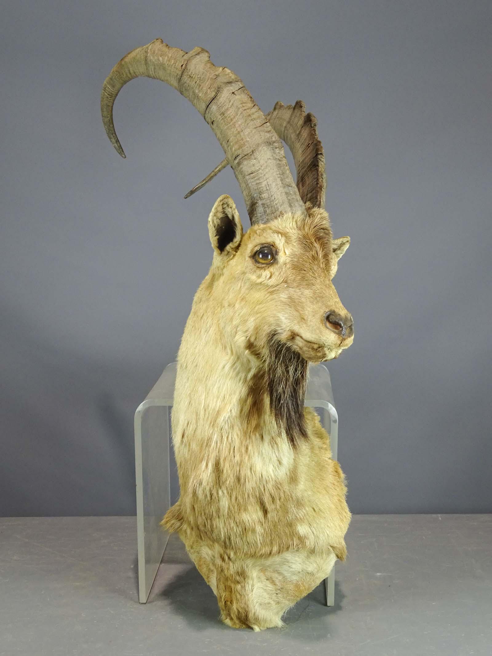 Taxidermy Ibex Head: Taxidermy Ibex animal head.