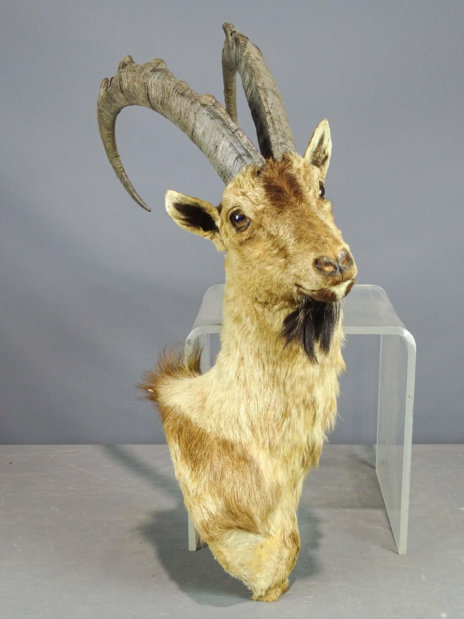 Taxidermy Ibex Head: Taxidermy Ibex animal head.