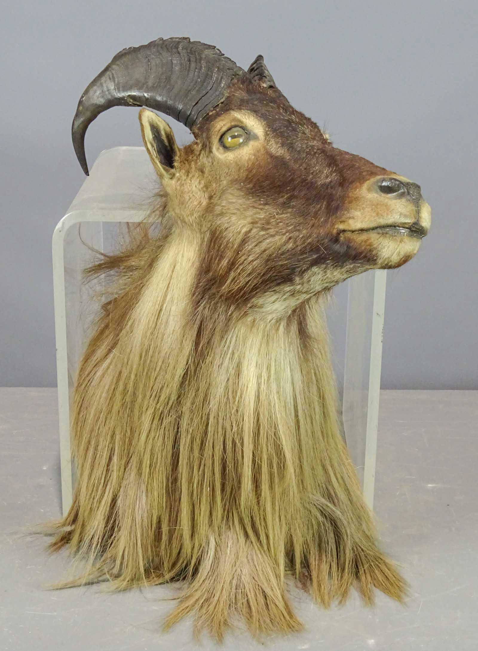 Taxidermy Animal Head Auction