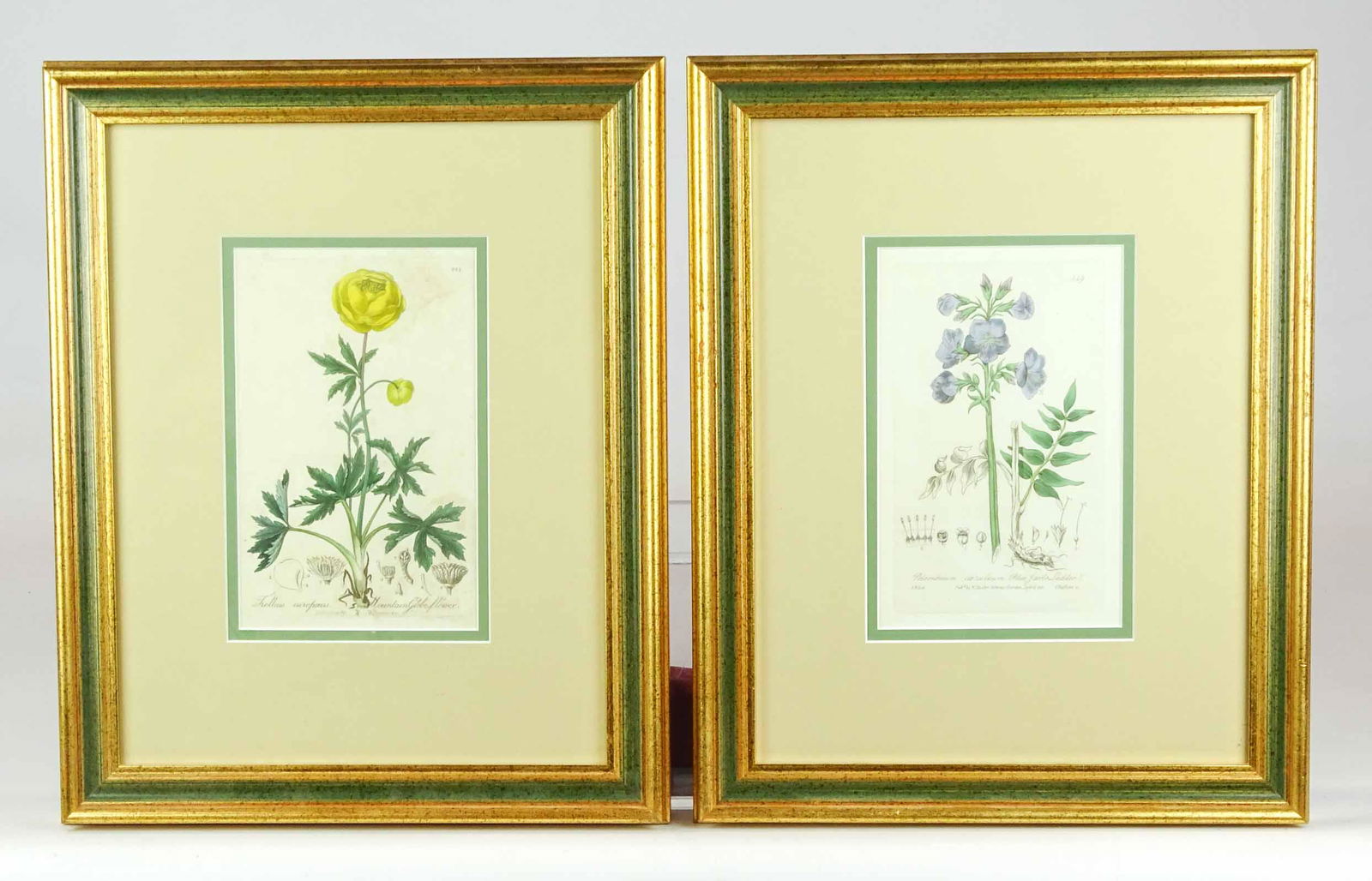 Pair of Antique Botanical Prints (1 of 6)