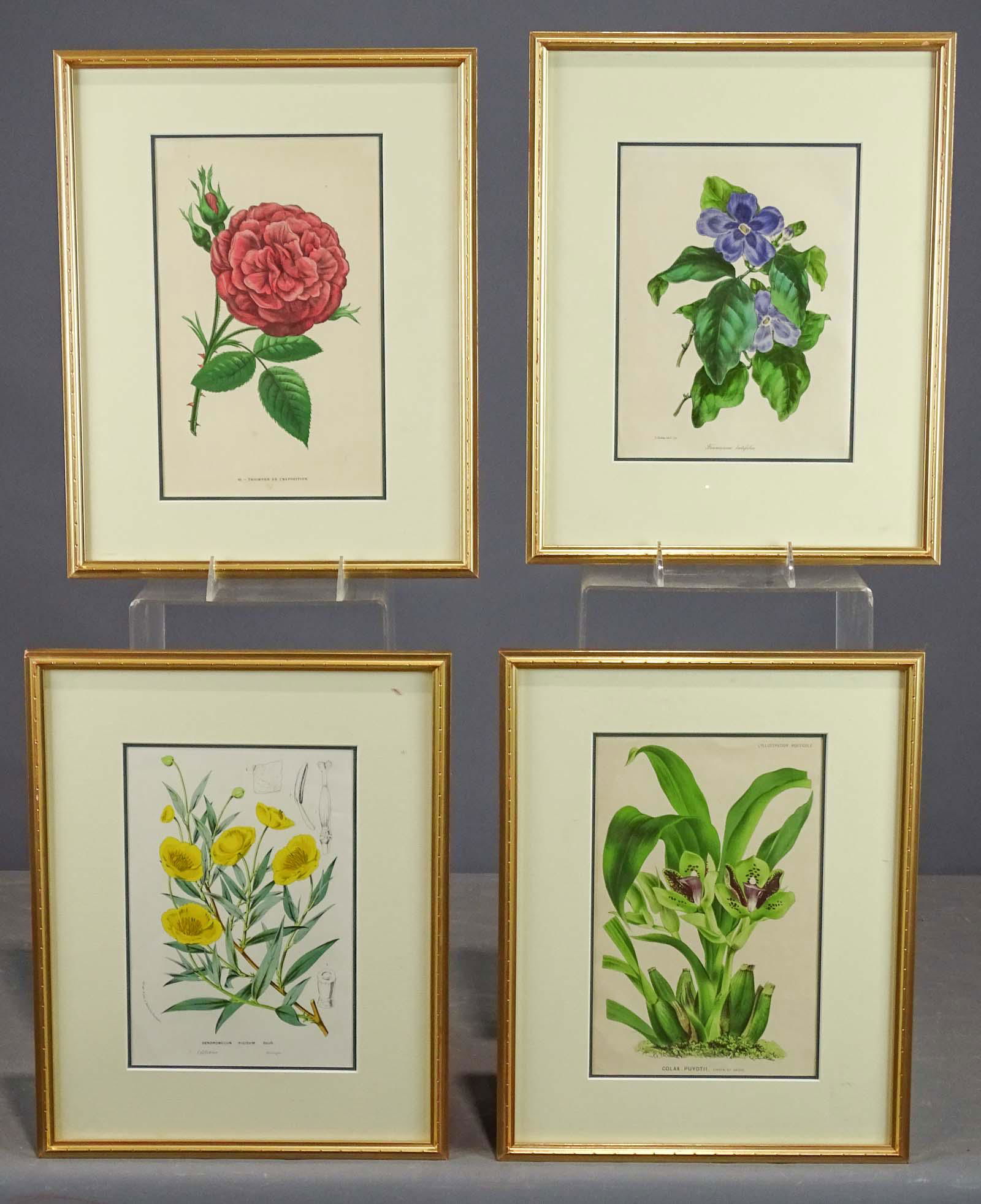 Set of four Antique Botanical Prints (1 of 6)