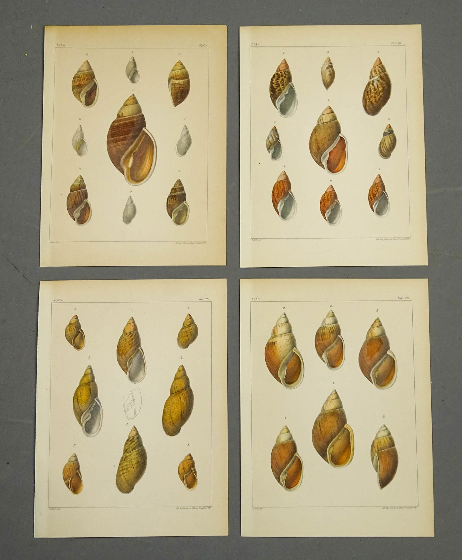 Antique Shell Prints Set (4) (1 of 6)