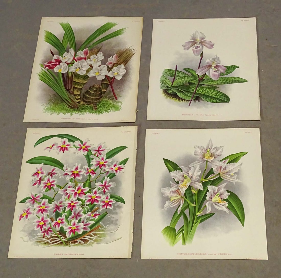 Orchids Antique Print Set (4) (1 of 6)