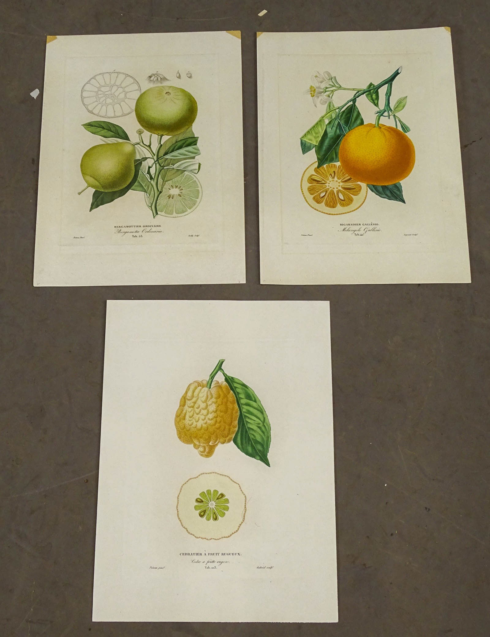 Citrus Fruit Antique Print Set (3) (1 of 5)