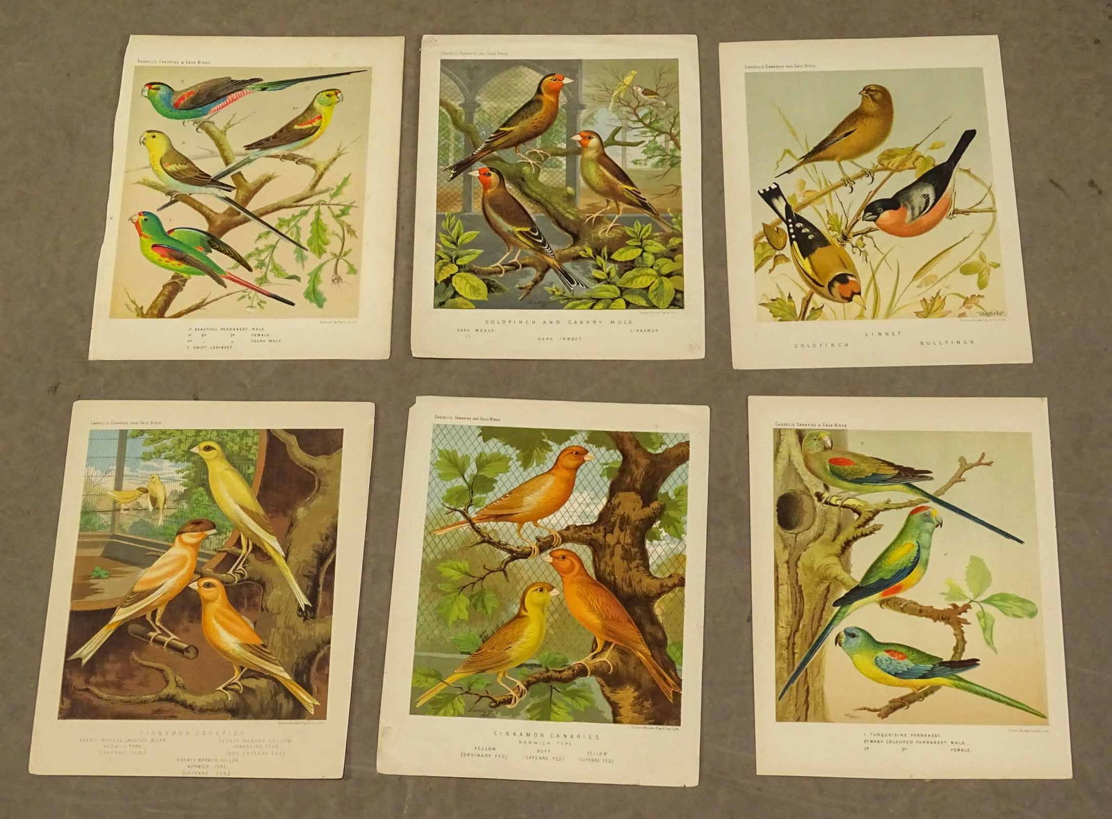 Pet Birds Antique Print Set (6) (1 of 8)