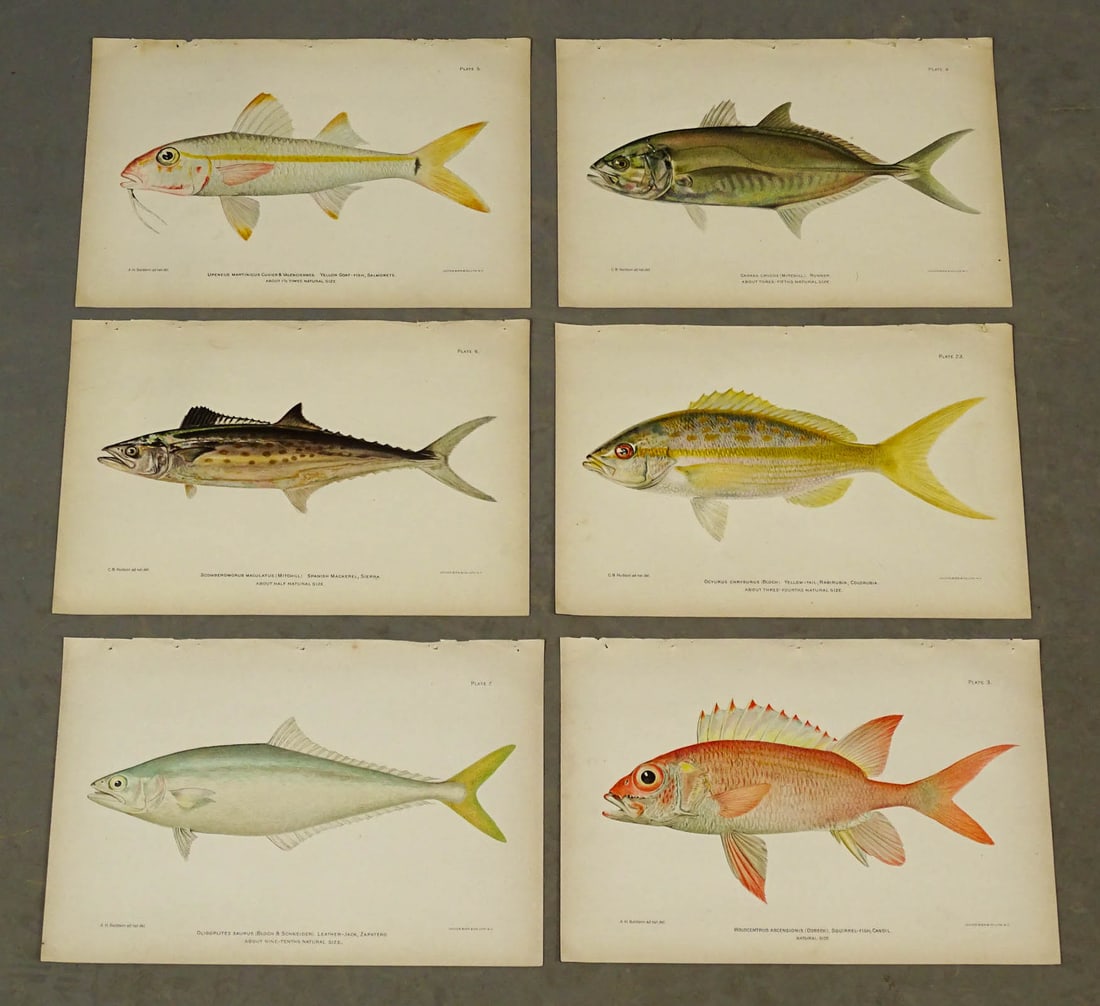 Tropical Fish Caribbean Antique Print Set (6): Set of 6 chromolithographs of tropical fish of Puerto Rico. Julius Bien, New York, c. 1899. 7 1/2" x 10 1/2".