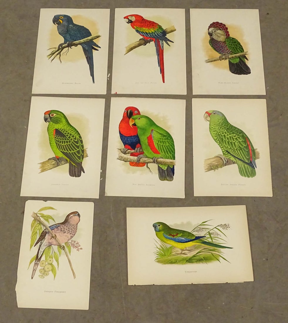 Parrot Antique Print Set (8) (1 of 11)