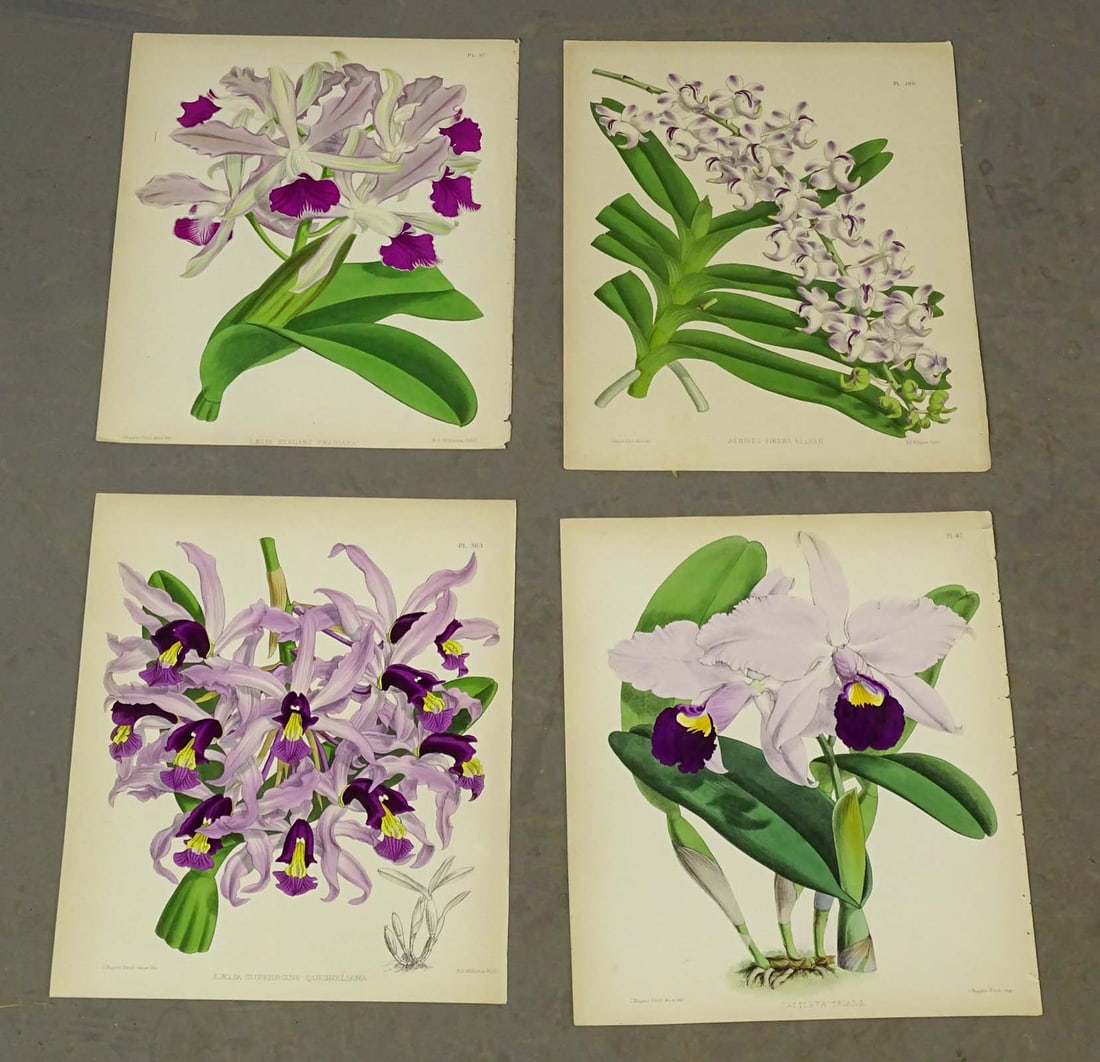 Orchid Antique Botanical Print Set (4) (1 of 6)