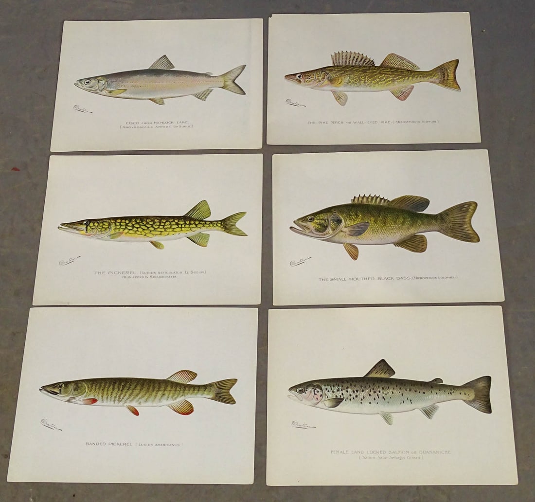 Fish Antique Print Set (6) (1 of 8)