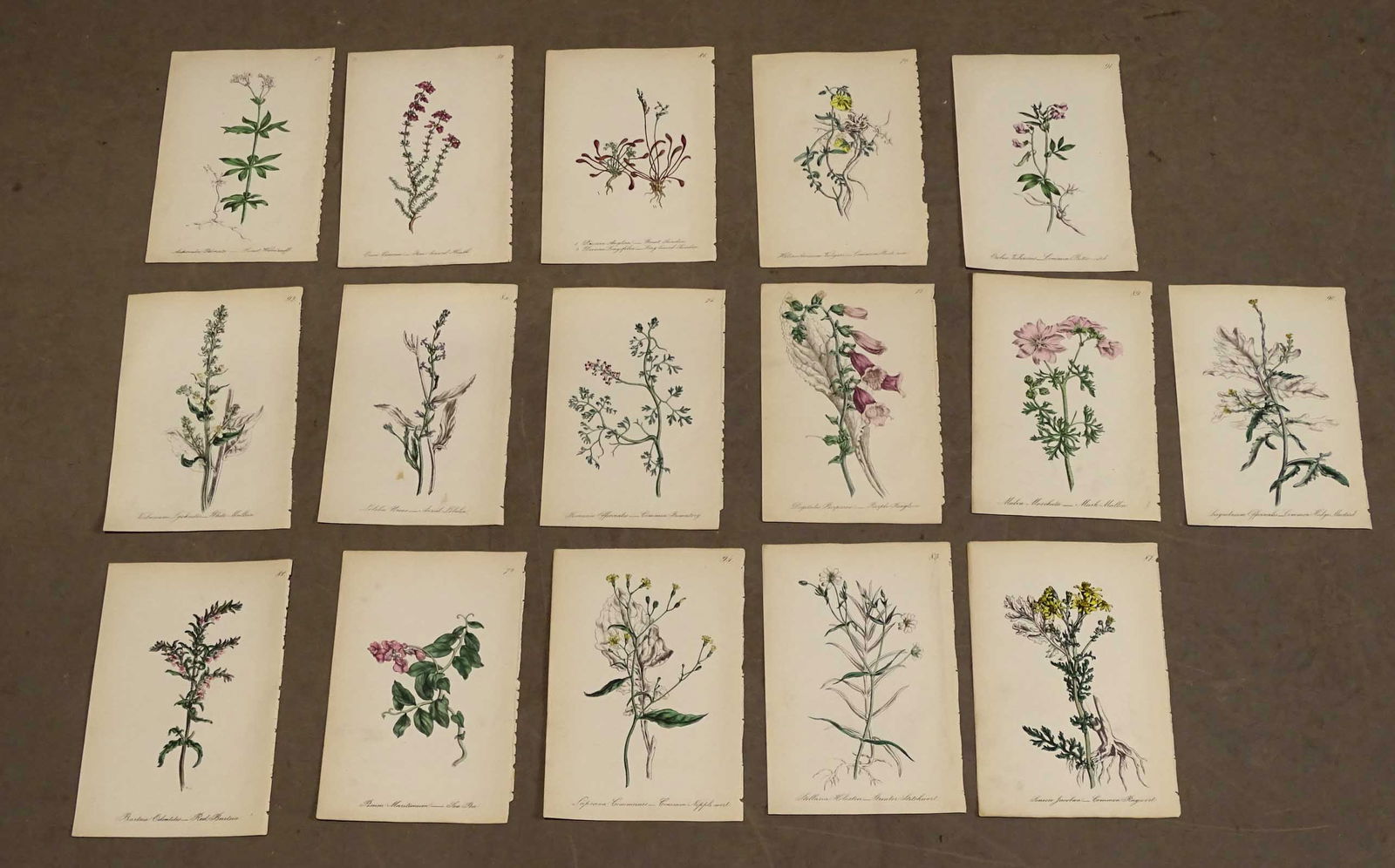 Botanical Prints (1 of 11)