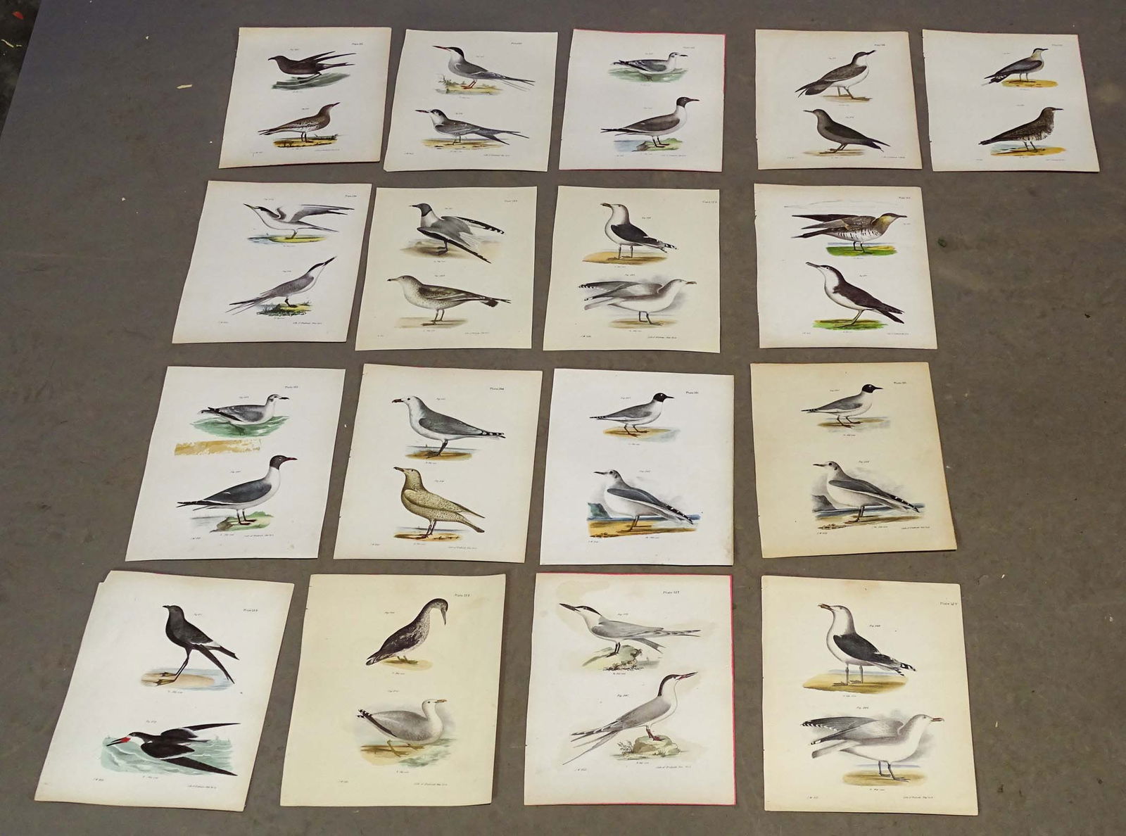 Bird Prints (1 of 12)
