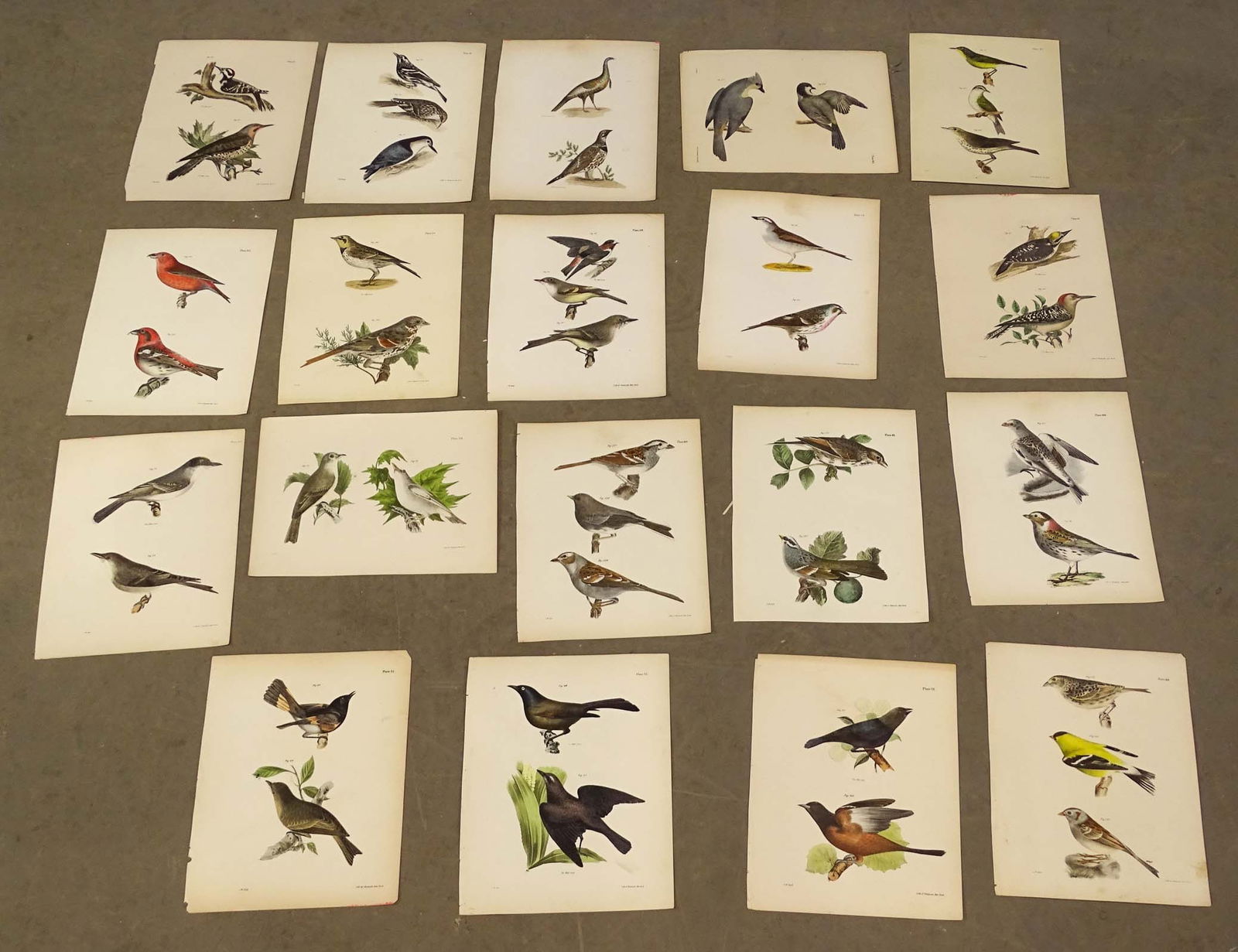 Bird Prints (1 of 17)