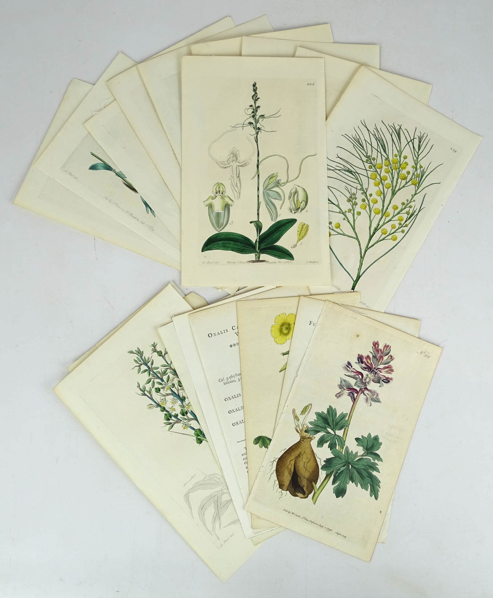Botanical Prints (1 of 5)