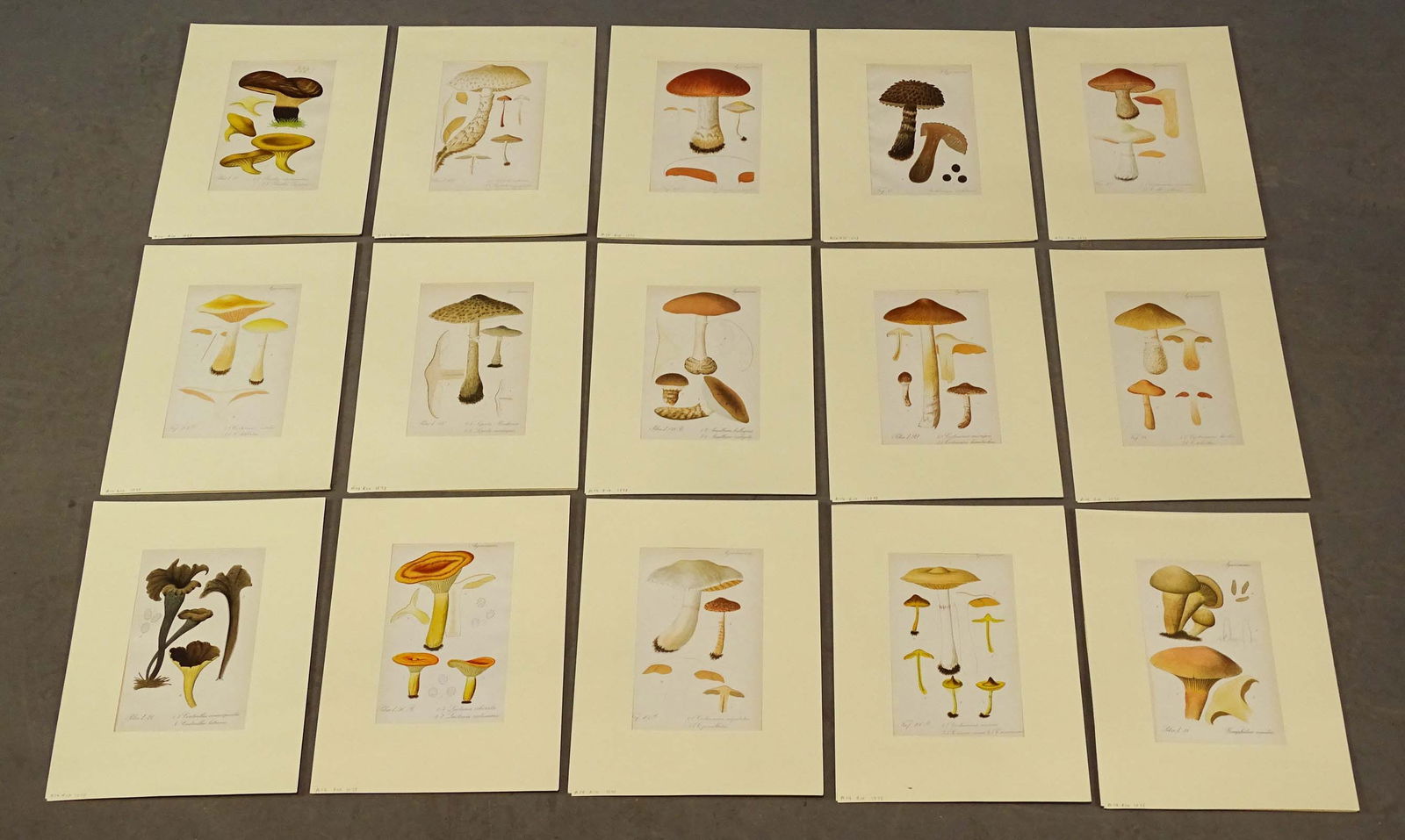 Mushroom Study Lithographs (1 of 8)