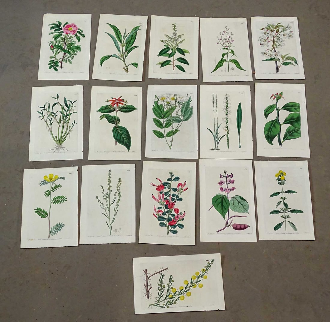 Botanical Prints (1 of 12)
