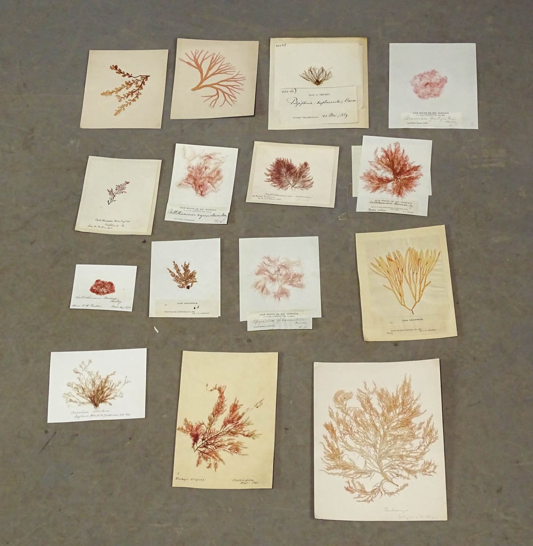 Algae Study Prints (1 of 9)