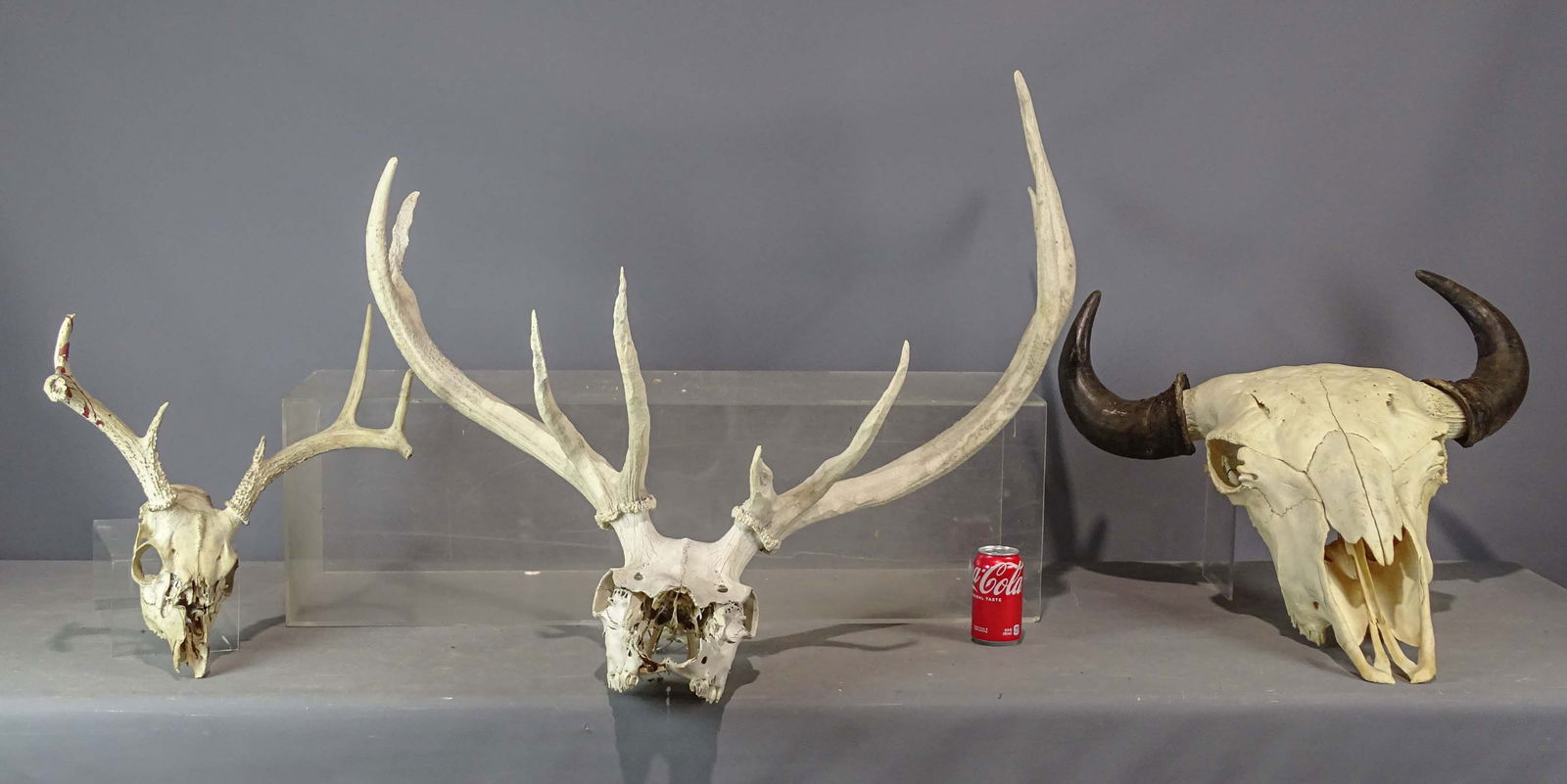 Animal Skulls (1 of 8)