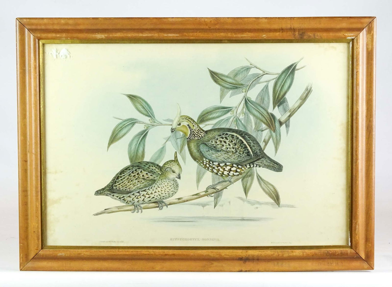 19th c. Bird Print (1 of 4)