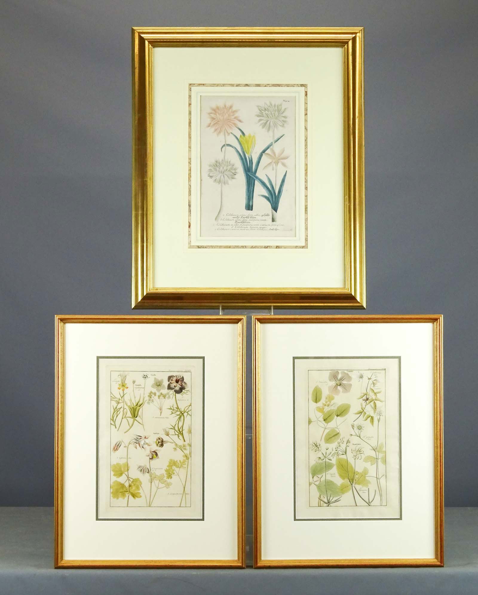 Study Prints (1 of 11)