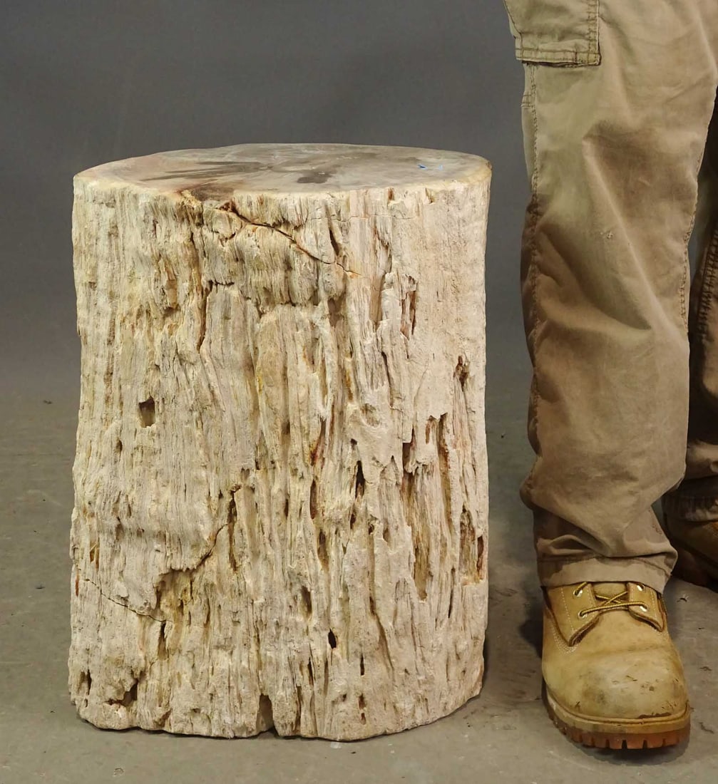 Petrified Wood Stump (1 of 5)