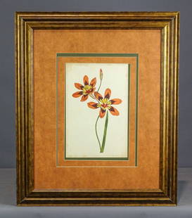 Botanical Print: Early framed antique Botanical print. Sight 14 1/2" x 9 1/2", overall 30 1/2" x 25".