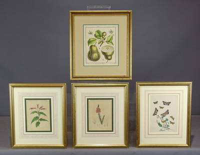 Natural History Prints (4): Two Botanical prints and Fruit print by Aubriet., along with Butterflies British print identified verso as circa 1840. Largest frame overall 18" x 16".