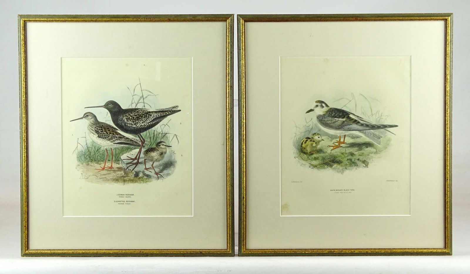 19th c. Bird Study Prints (1 of 12)