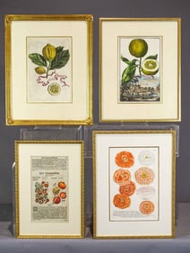 Study Prints Lot