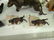 243: Dog Figurines - 5